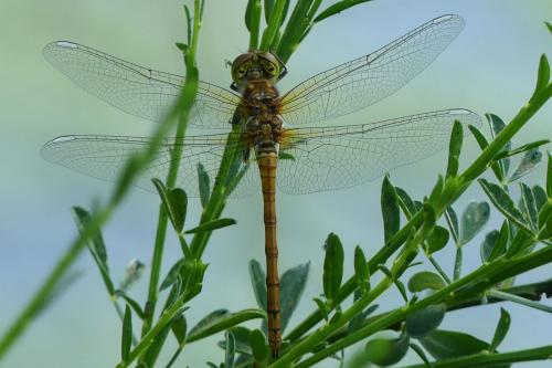 Sympetrum striolatum